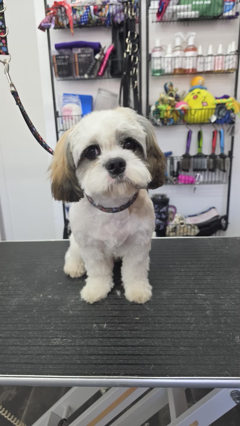 A freshly groomed white and tan Shih Tzu on the grooming table, salon shelves of shampoos and brushes behind