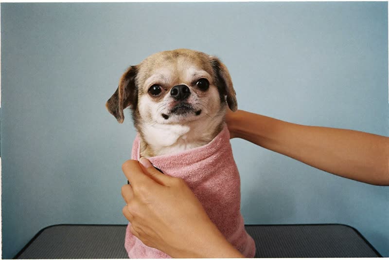 A small dog being towel-dried on the grooming table