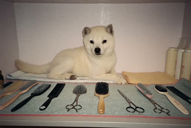 Brushes, combs and folded towels on the salon shelf