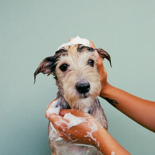 A small dog being shampooed at the grooming table