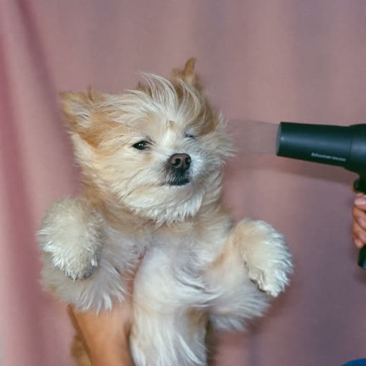 A small dog being blow-dried after its bath