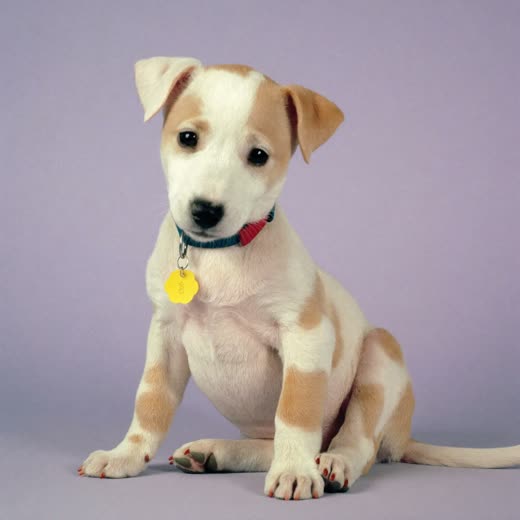 A puppy after its first tidy-up groom